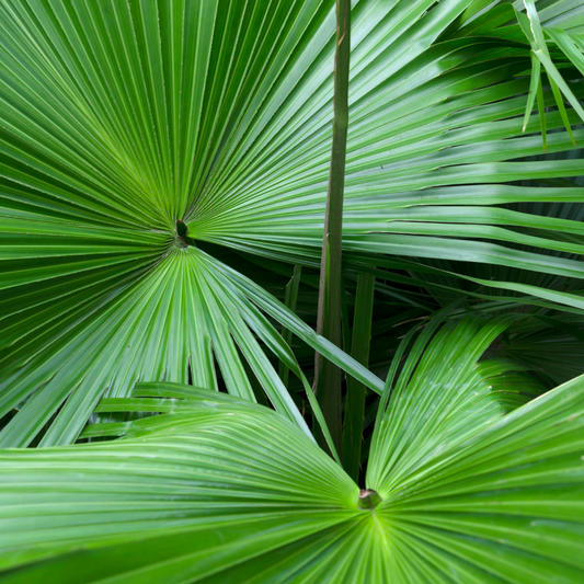 Serenoa Repens: La pianta miracolosa per la ricrescita dei capelli