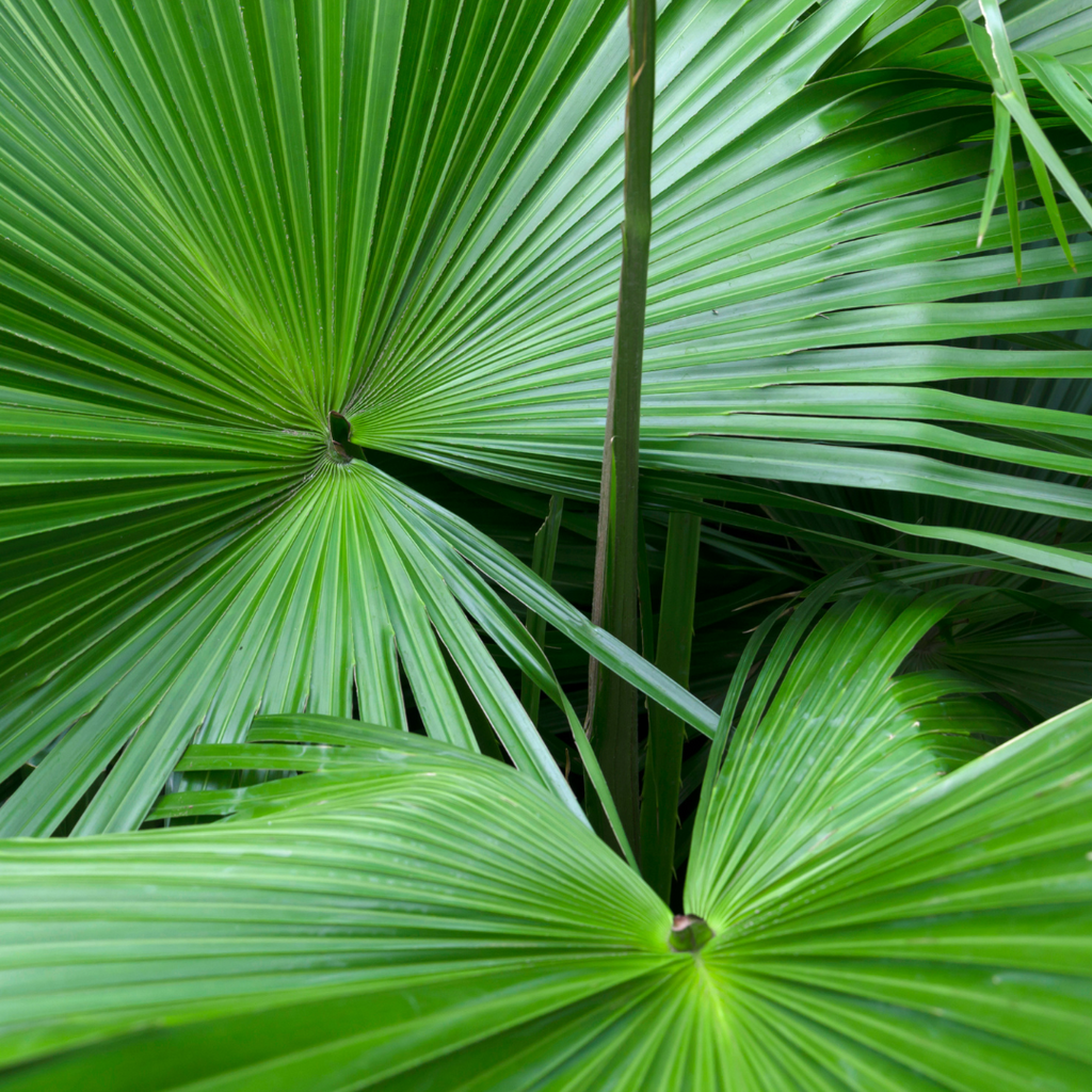 Serenoa Repens: La pianta miracolosa per la ricrescita dei capelli